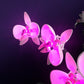 Light Kit for LEGO® Orchid